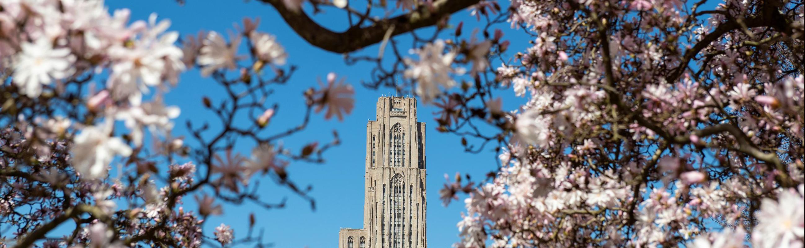 Image of Cathedral of Learning in spring
