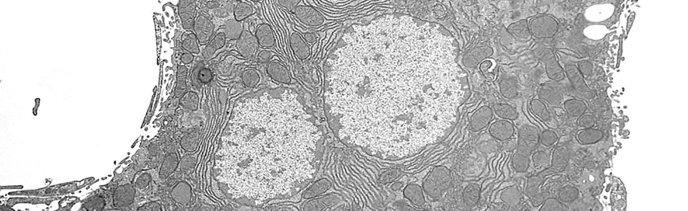 Image of Lowmag Hepatocyte
